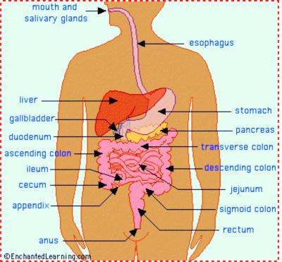 The human digestive system