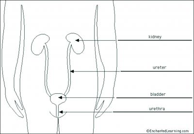 Urinary System