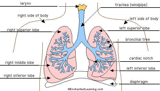 respiratory system